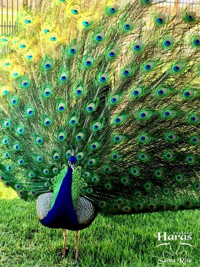 Pousada Haras Santa Rita Poconé Dış mekan fotoğraf